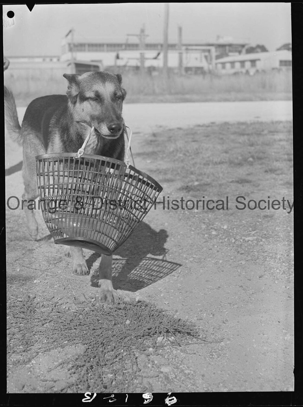 RSPCA dogs' home