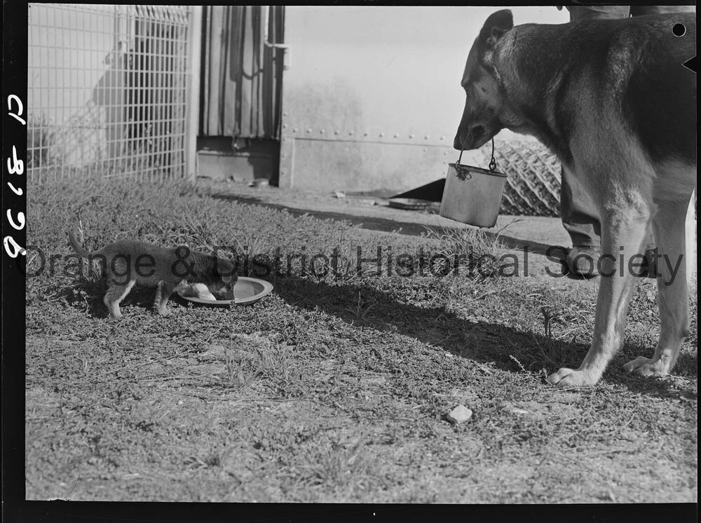 RSPCA dogs' home