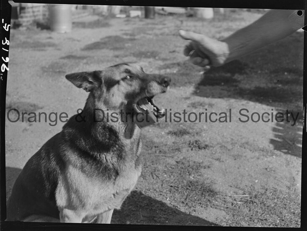 RSPCA dogs' home