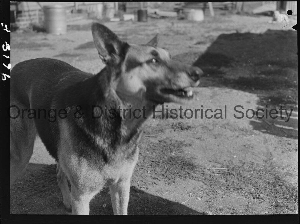 RSPCA dogs' home