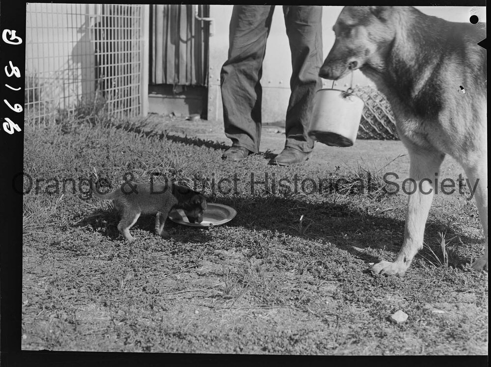 RSPCA dogs' home