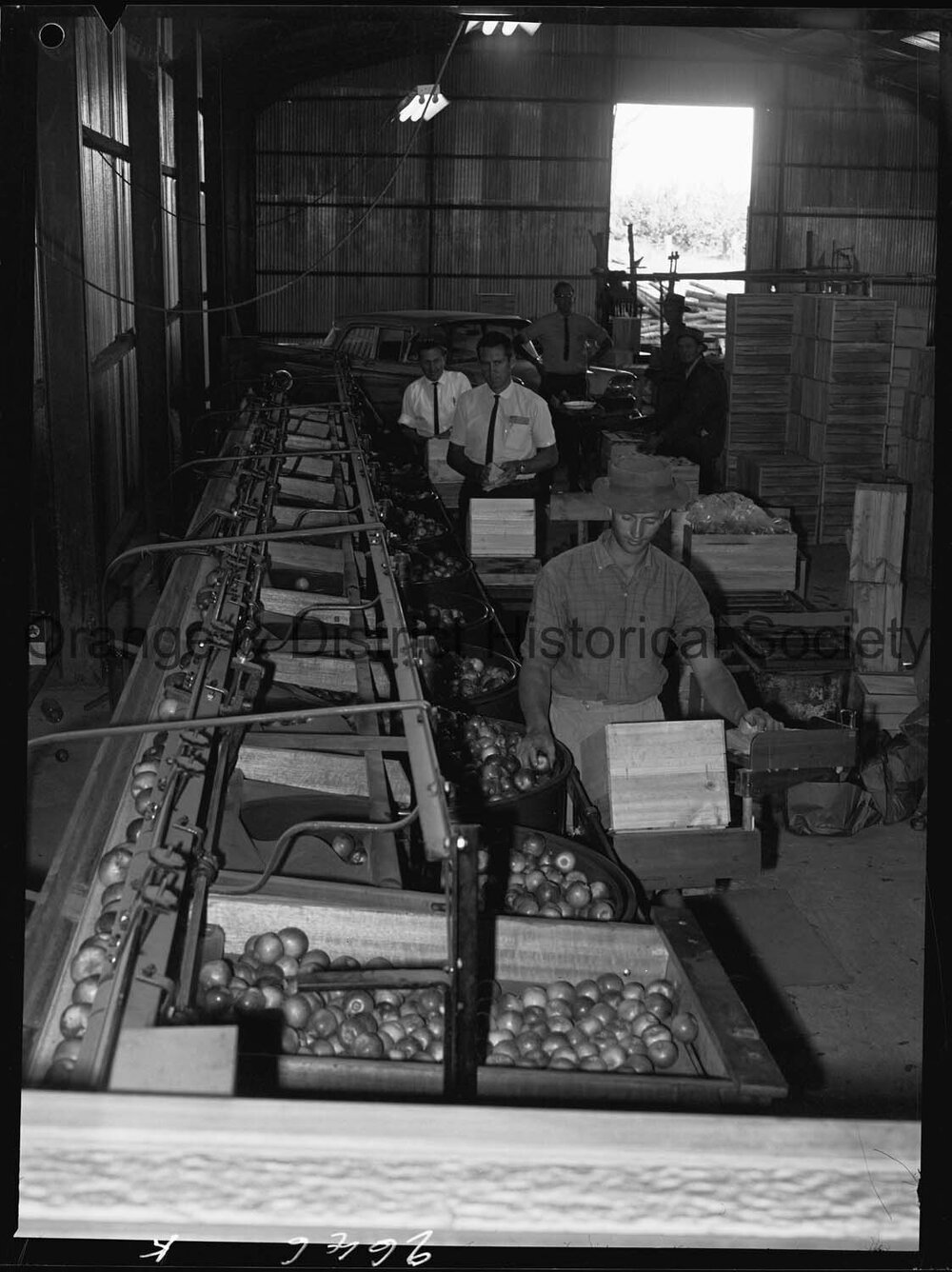 Mr C Howarth's orchard for OPR