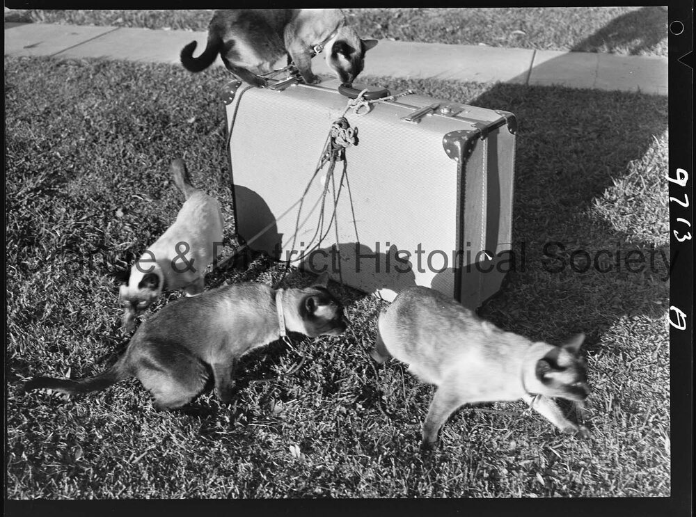 Travelling Siamese cats