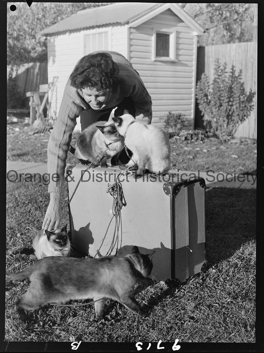 Travelling Siamese cats