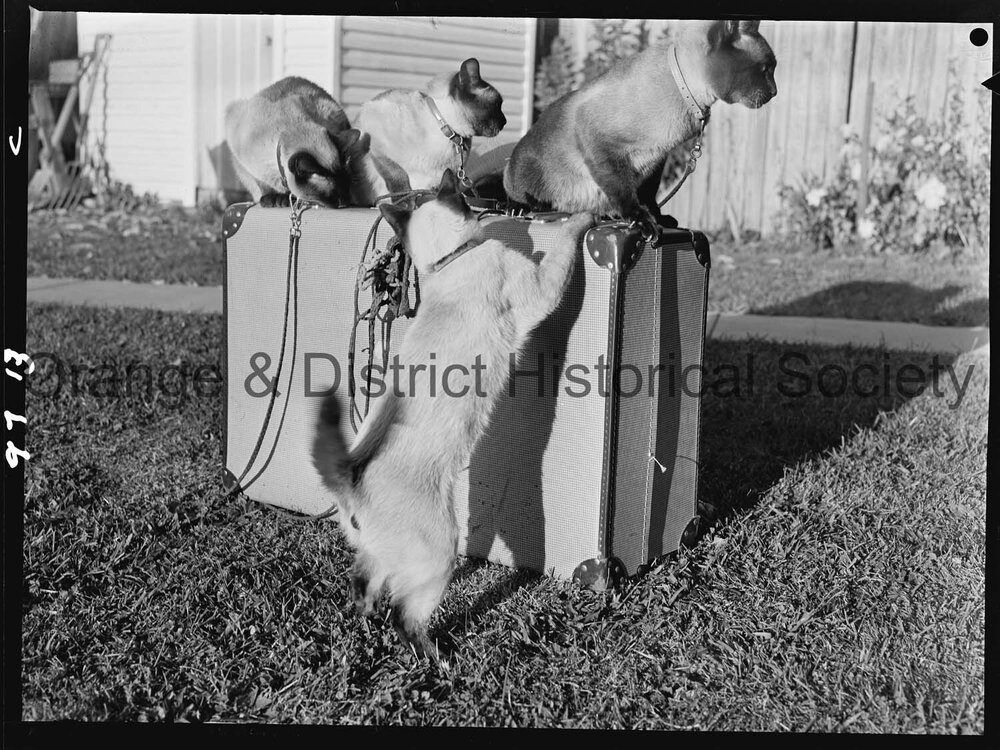 Travelling Siamese cats