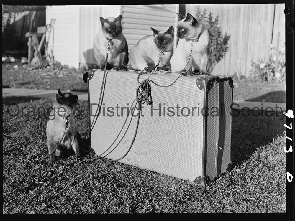 Travelling Siamese cats