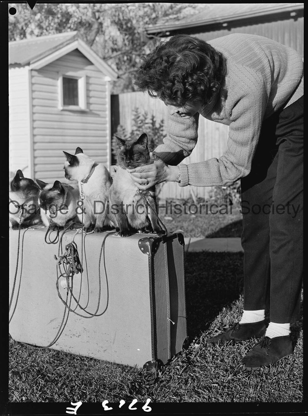 Travelling Siamese cats