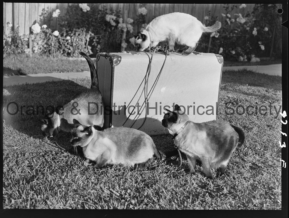 Travelling Siamese cats