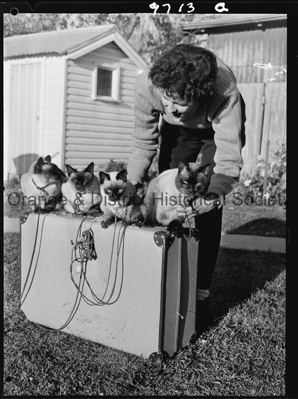 Travelling Siamese cats