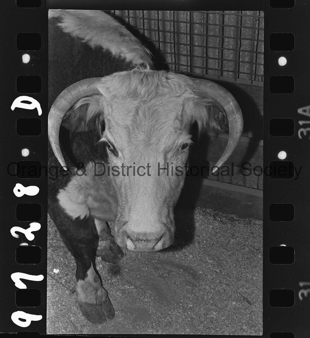 Orange Show second day