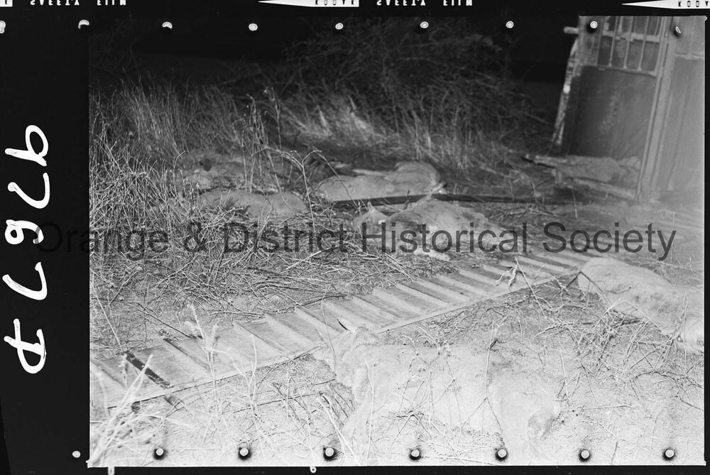 Sheep trailer accident
