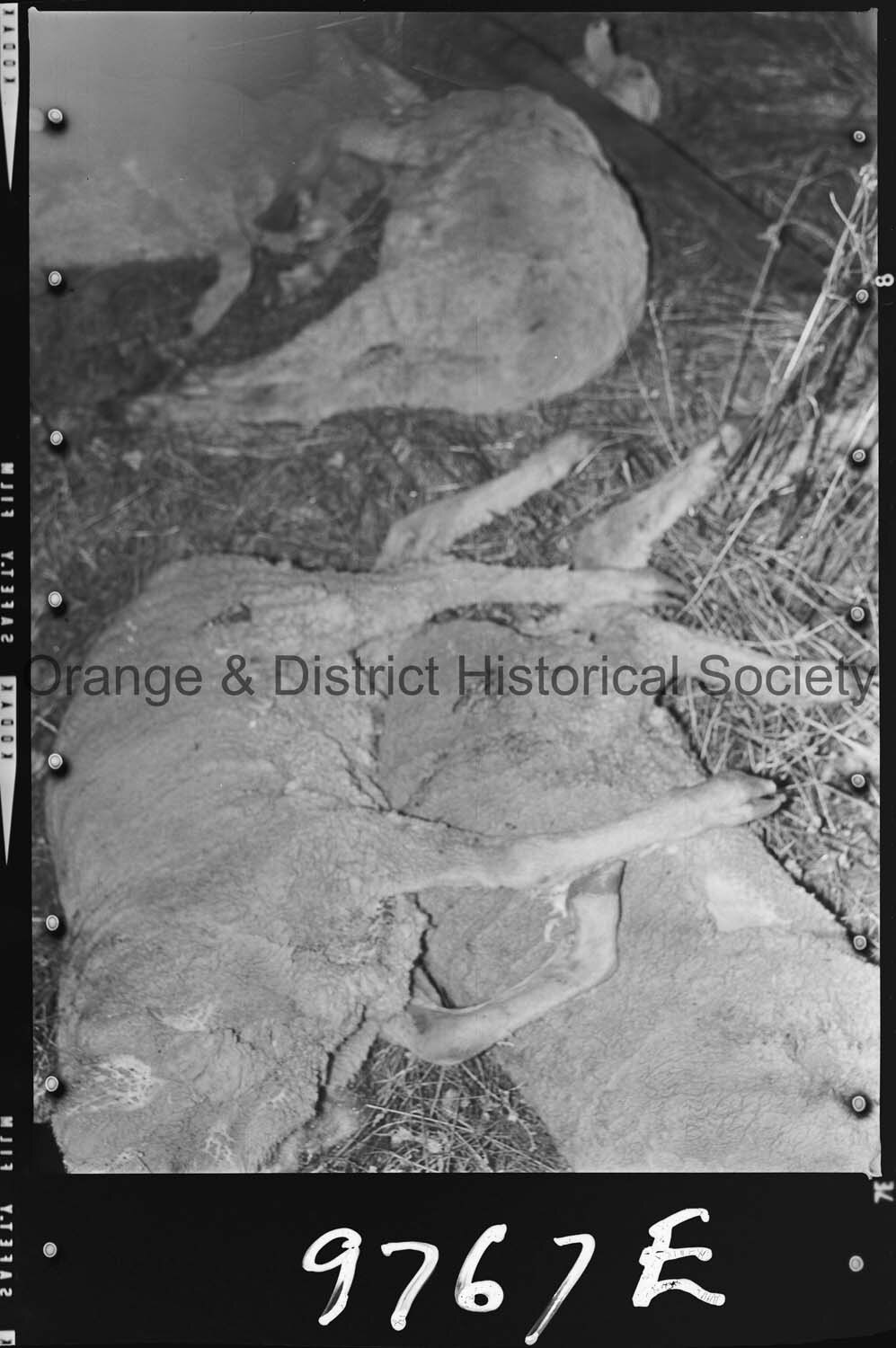 Sheep trailer accident