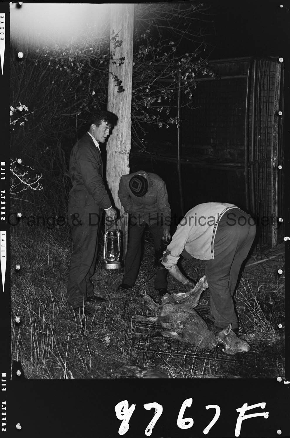 Sheep trailer accident