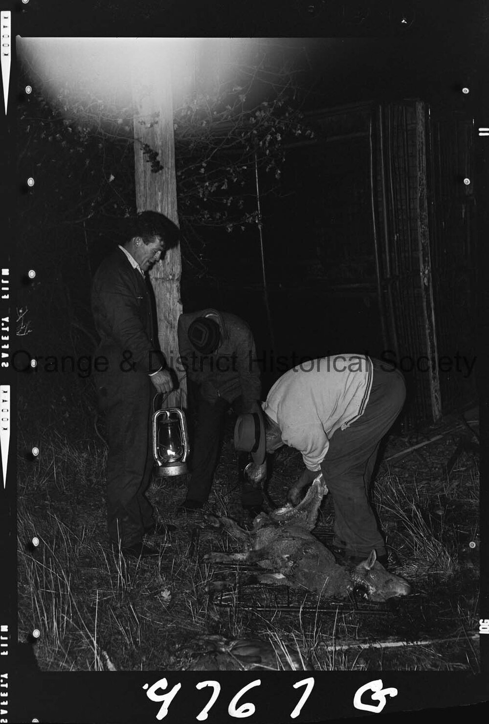 Sheep trailer accident