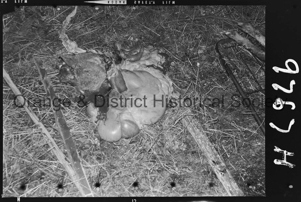 Sheep trailer accident