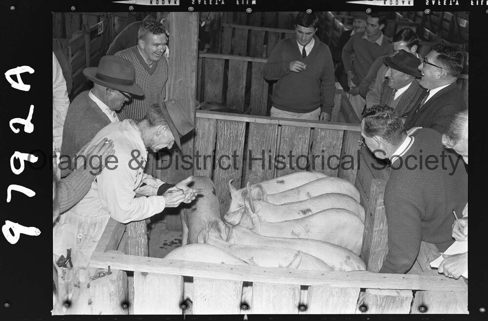Pig auctions