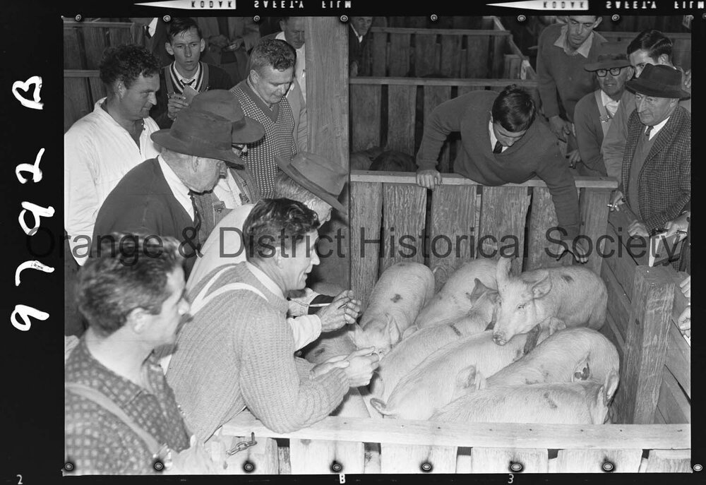 Pig auctions