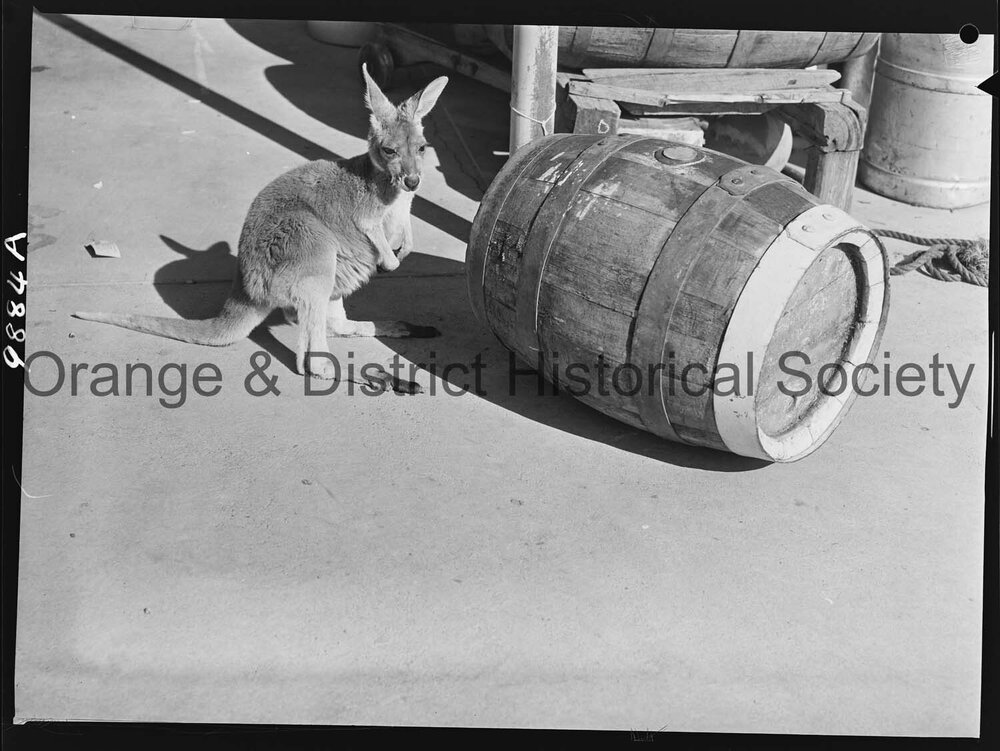 Young kangaroo found at D'Aquino's