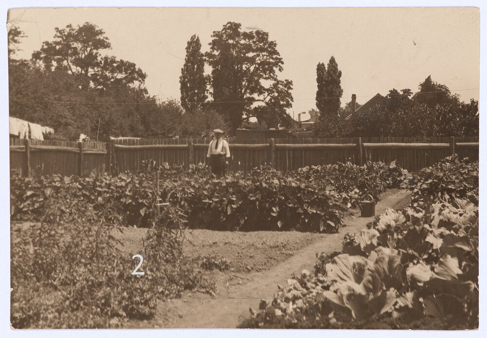 Mr Griffin's prize-winning vegetable plot