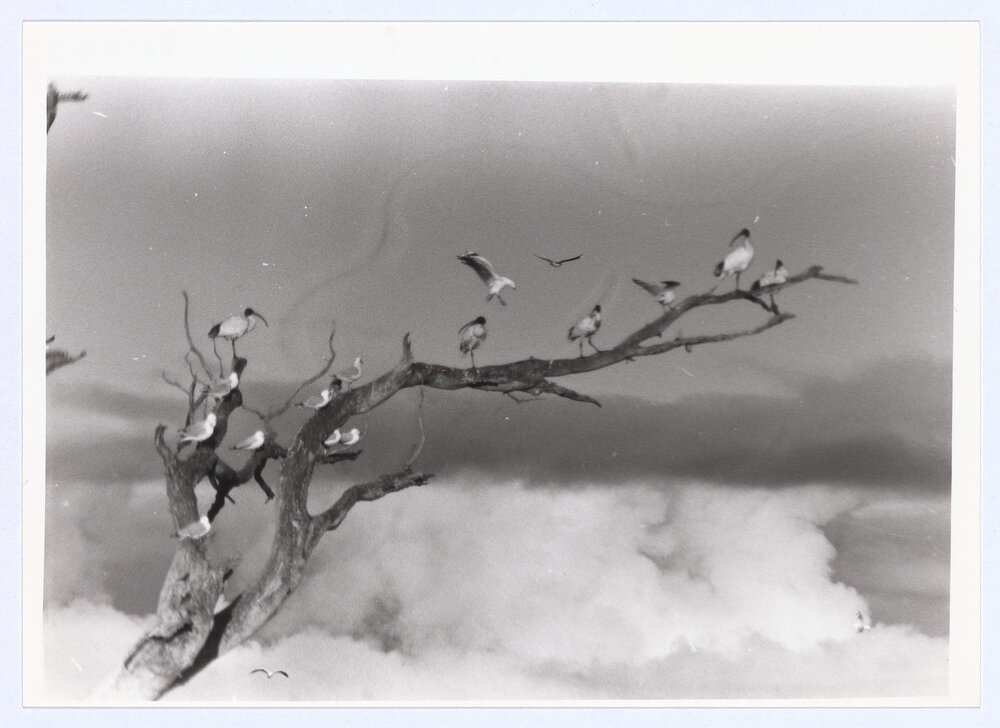 Birds in Leeds Parade