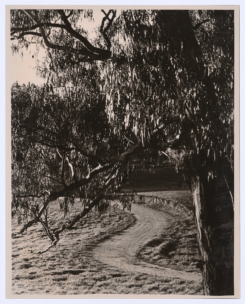 Botanic Gardens, Orange, NSW