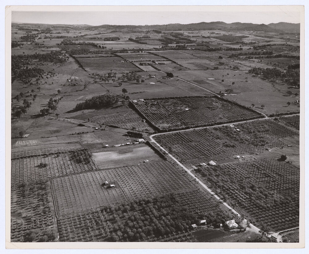 Aerial view of orchards near Orange
