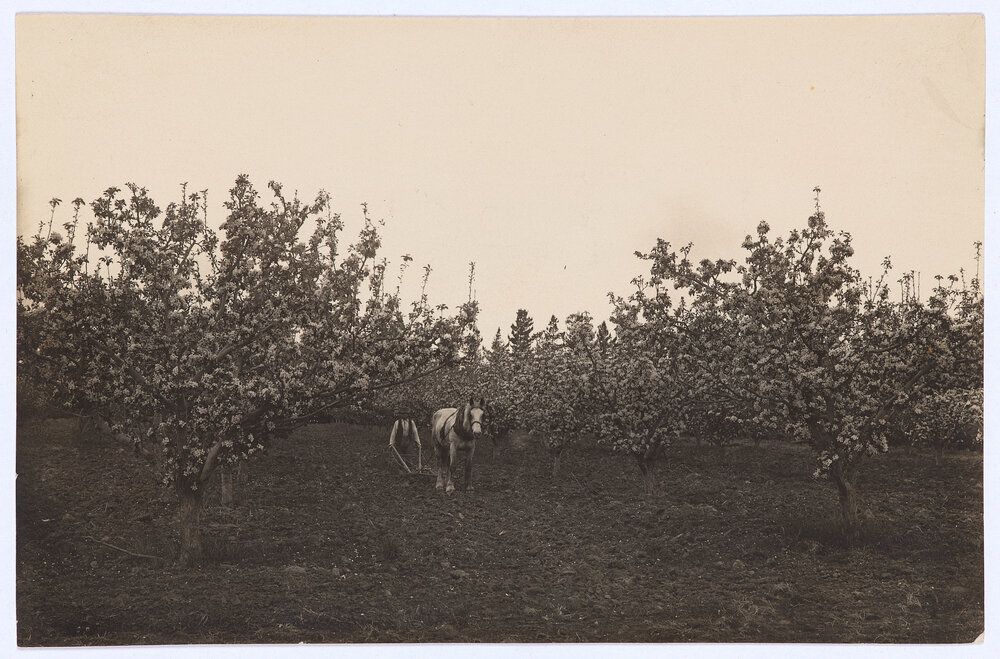 Apple blossoms at Orange