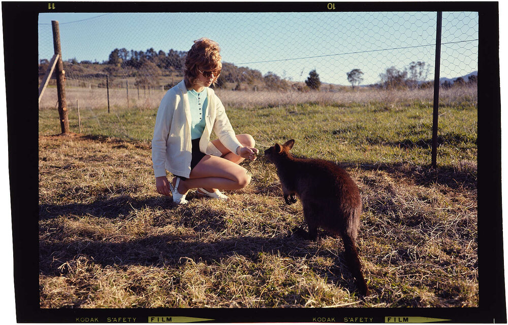 Woman hand feeding wallaby