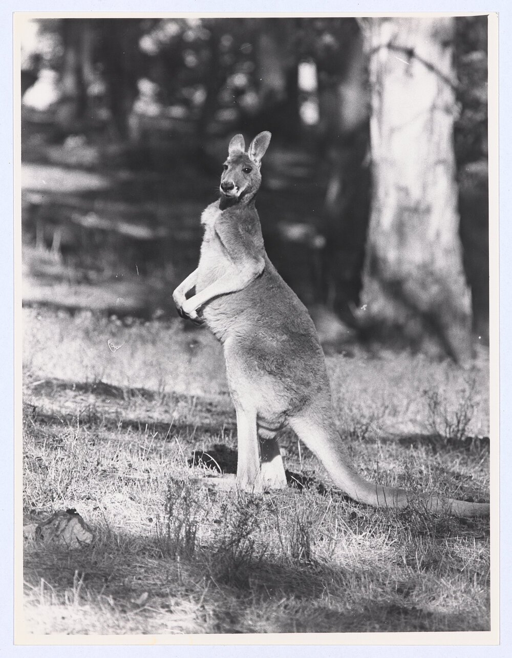 Kangaroo