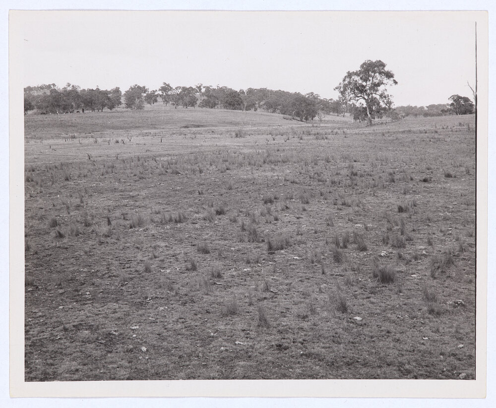 Suma Park Dam, Orange, NSW