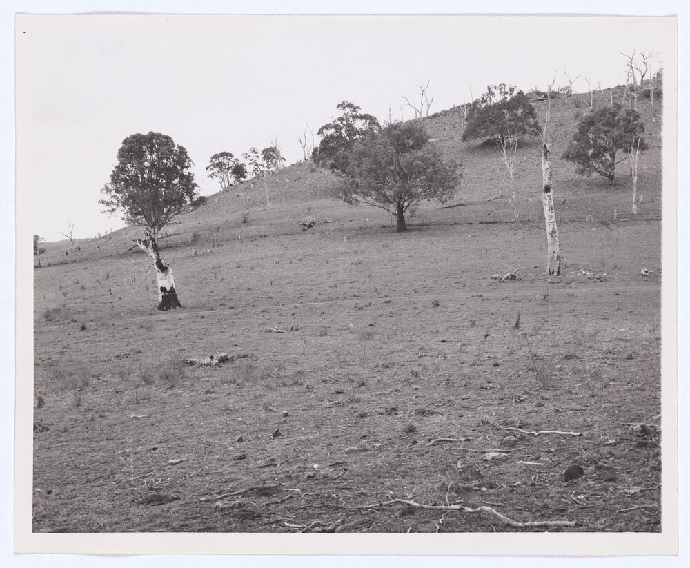 Suma Park Dam, Orange, NSW