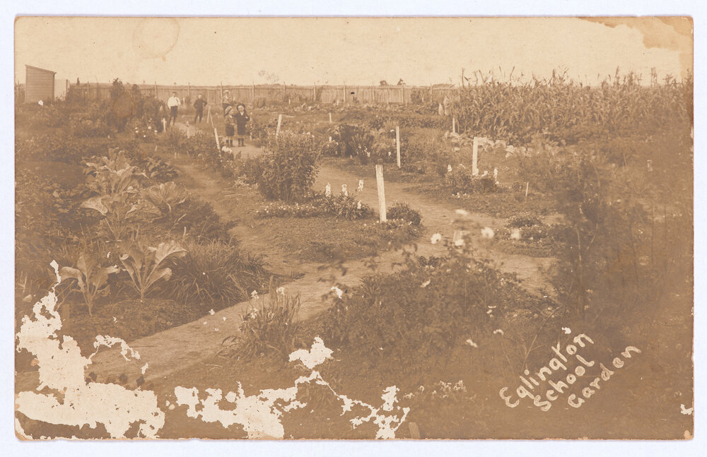 Eglinton School Garden
