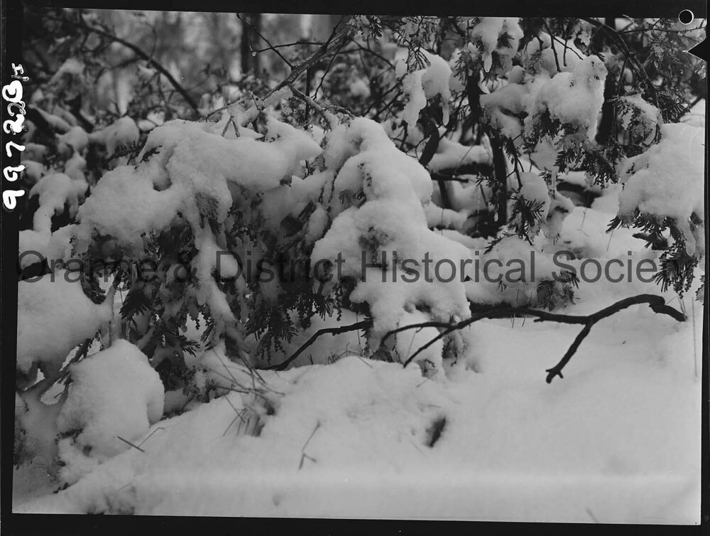 Heavy snow on Mount Canobolas