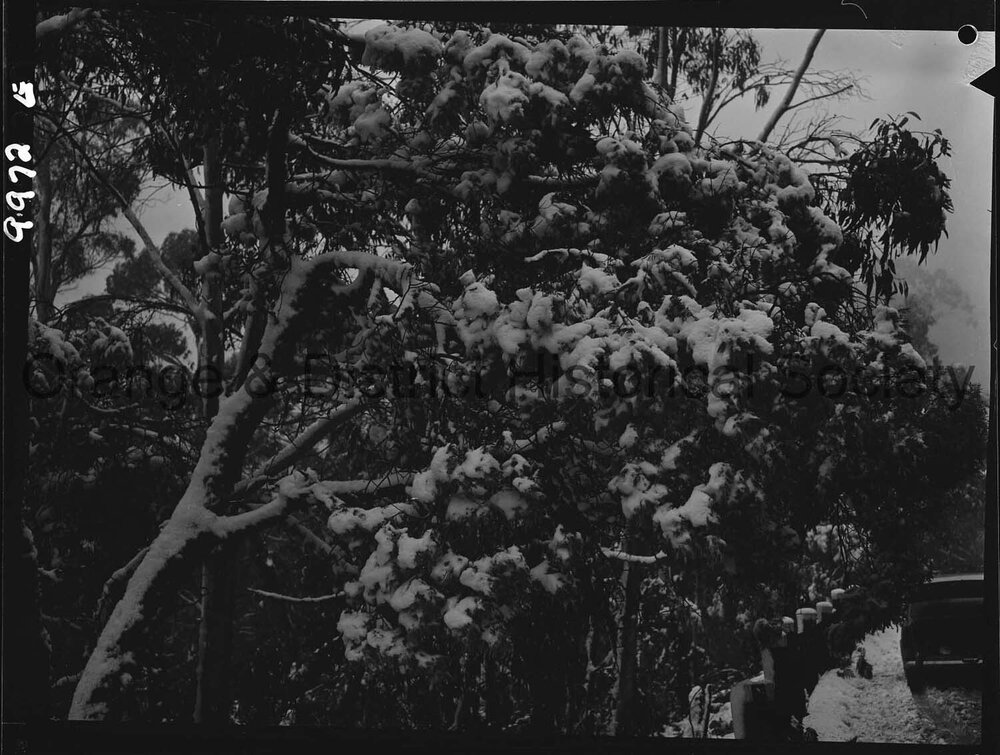 Heavy snow on Mount Canobolas