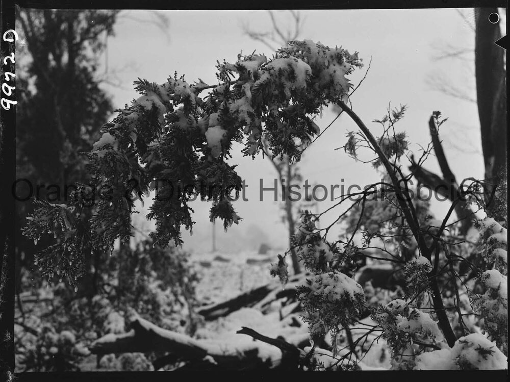 Heavy snow on Mount Canobolas