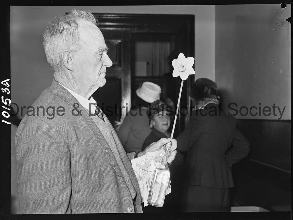 Best bloom, Daffodil