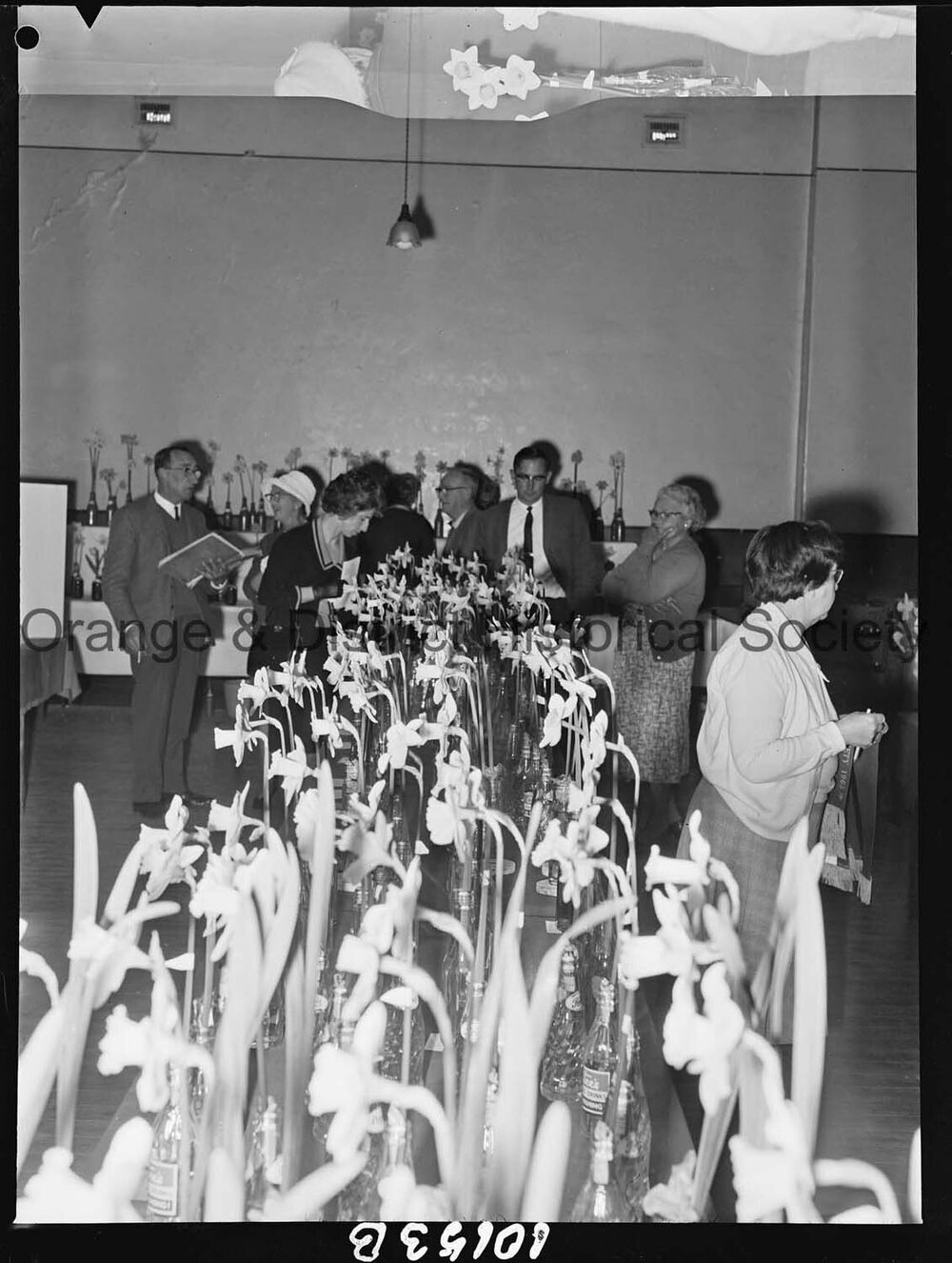 Best bloom, Daffodil