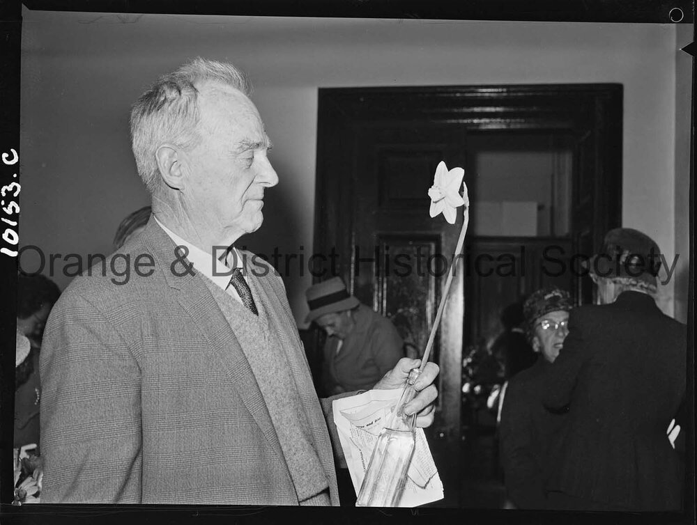 Best bloom, Daffodil