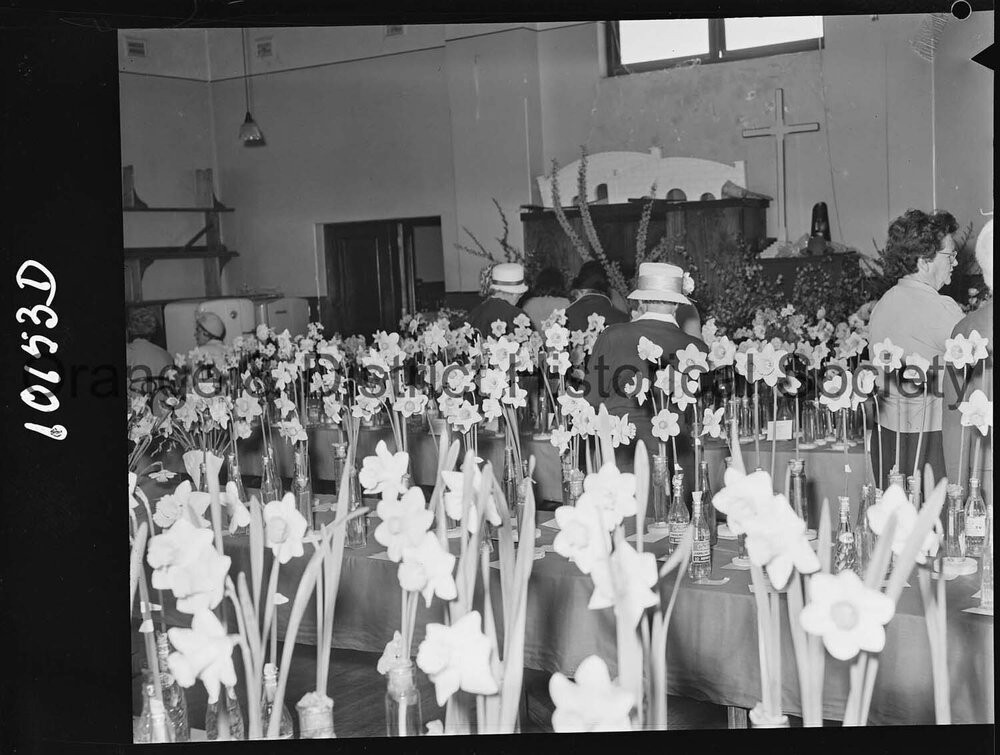 Best bloom, Daffodil