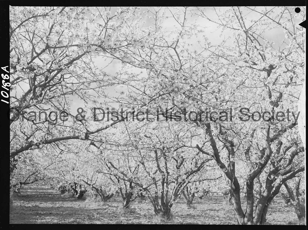 Cherry trees on local orchards
