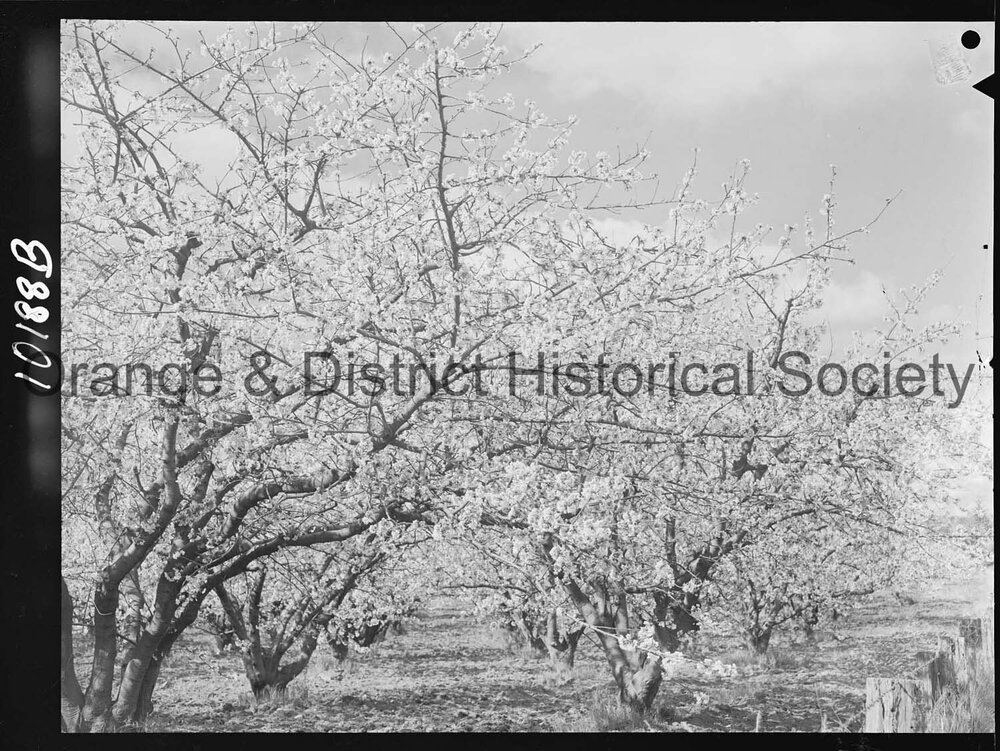 Cherry trees on local orchards