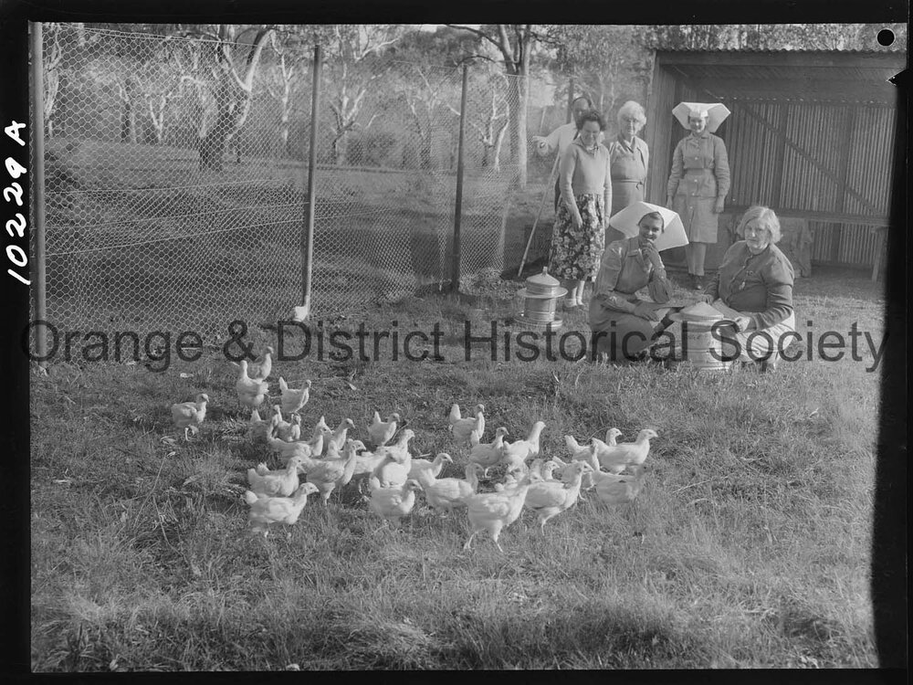Chicken run at hospital