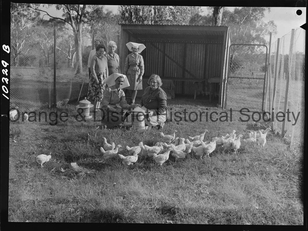 Chicken run at hospital
