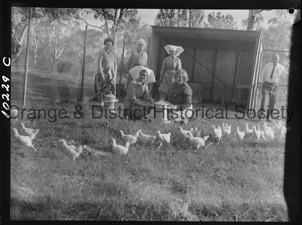 Chicken run at hospital