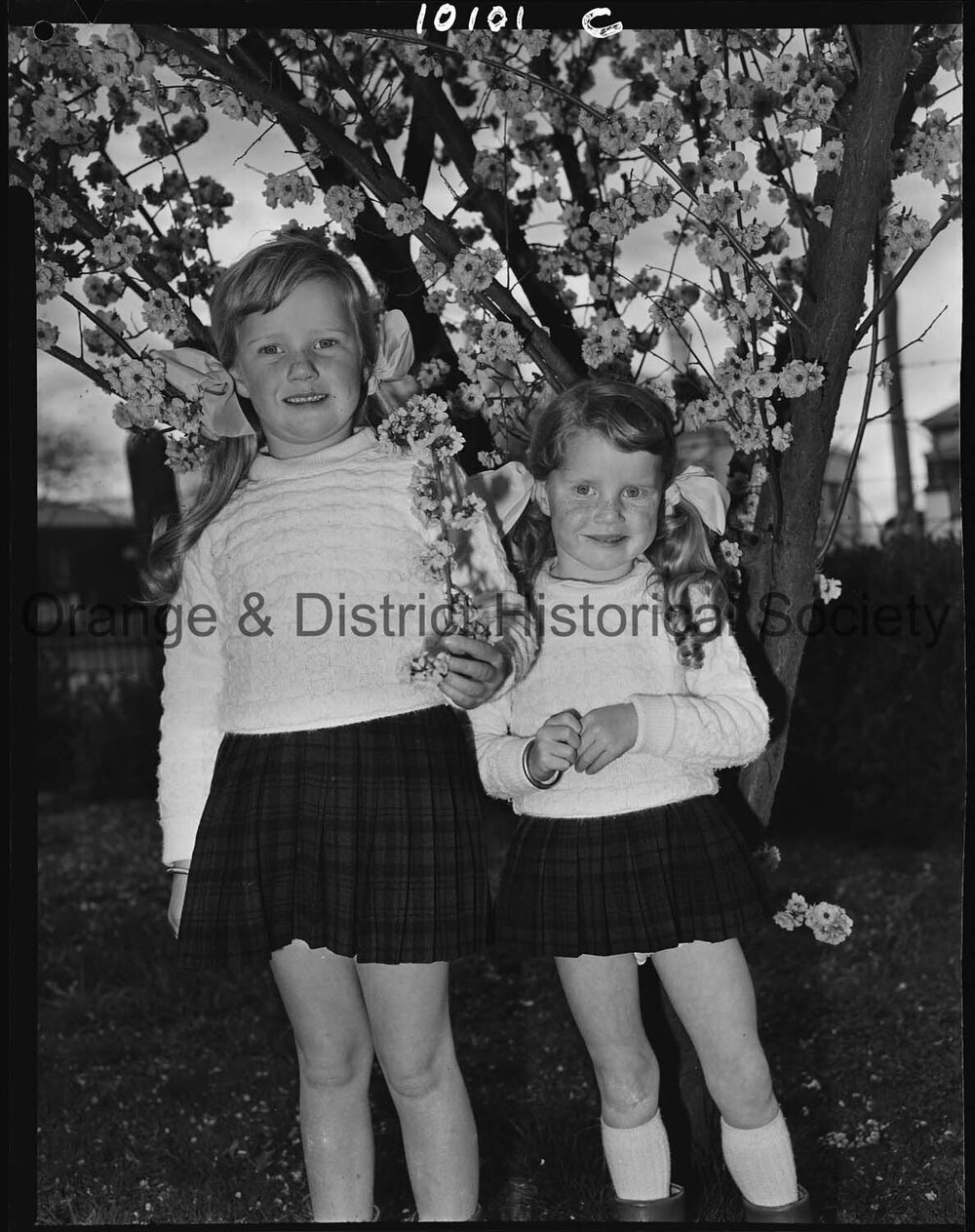 Spring blossoms in Cook Park