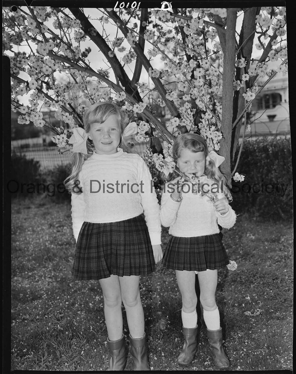 Spring blossoms in Cook Park