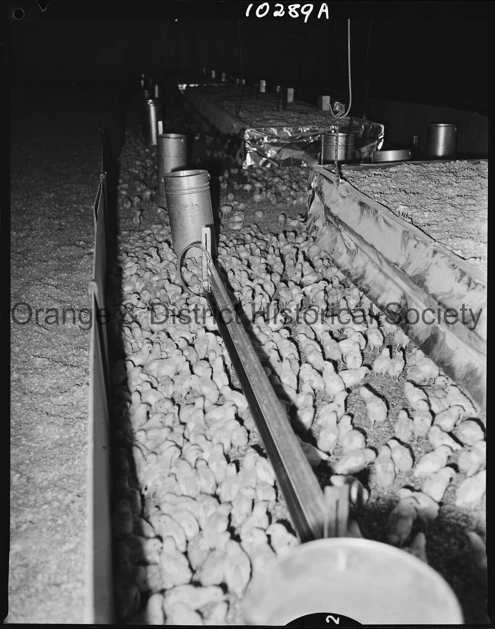 Poultry Industry at Barretts