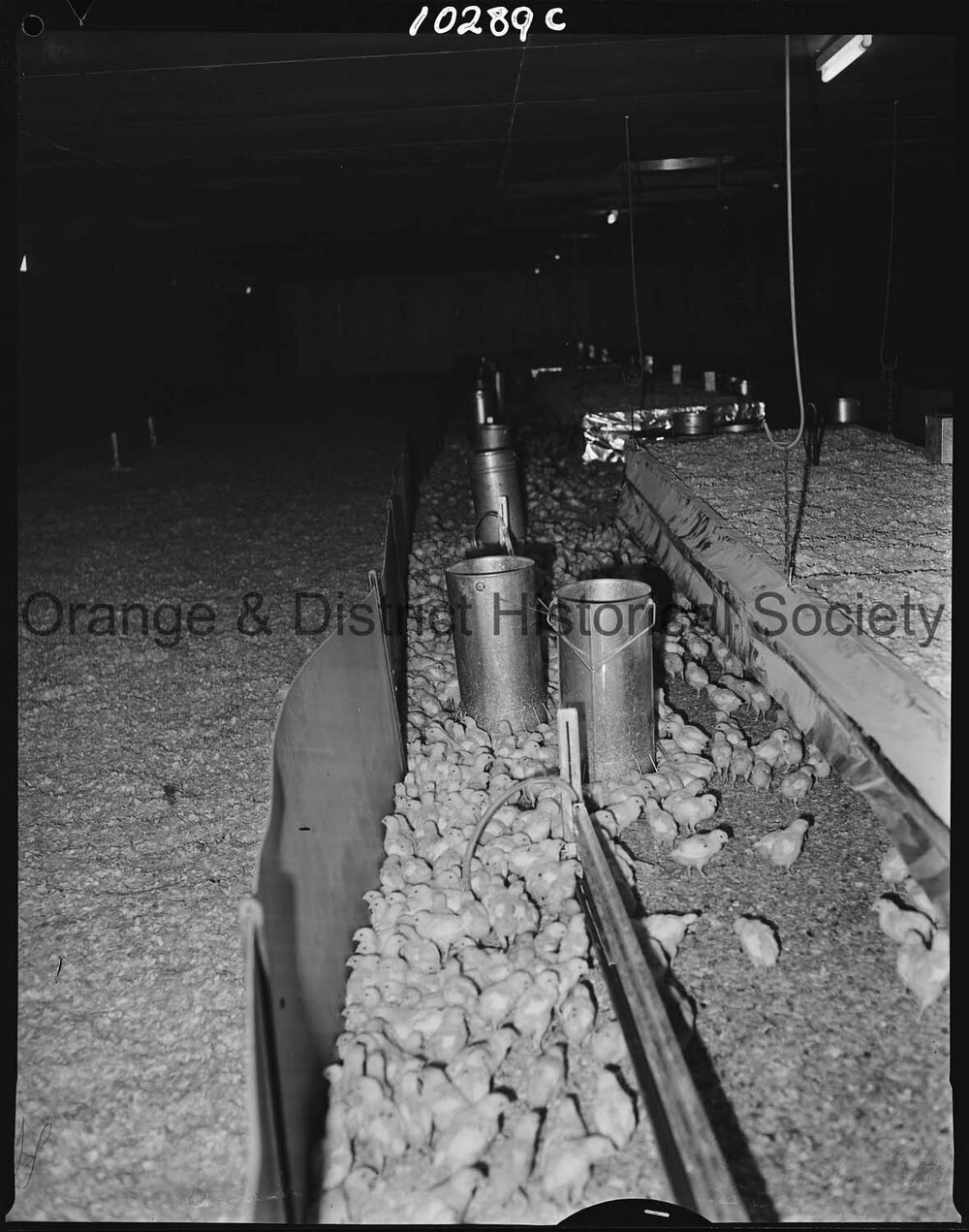 Poultry Industry at Barretts