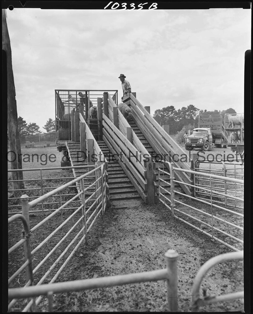 Orange Saleyards