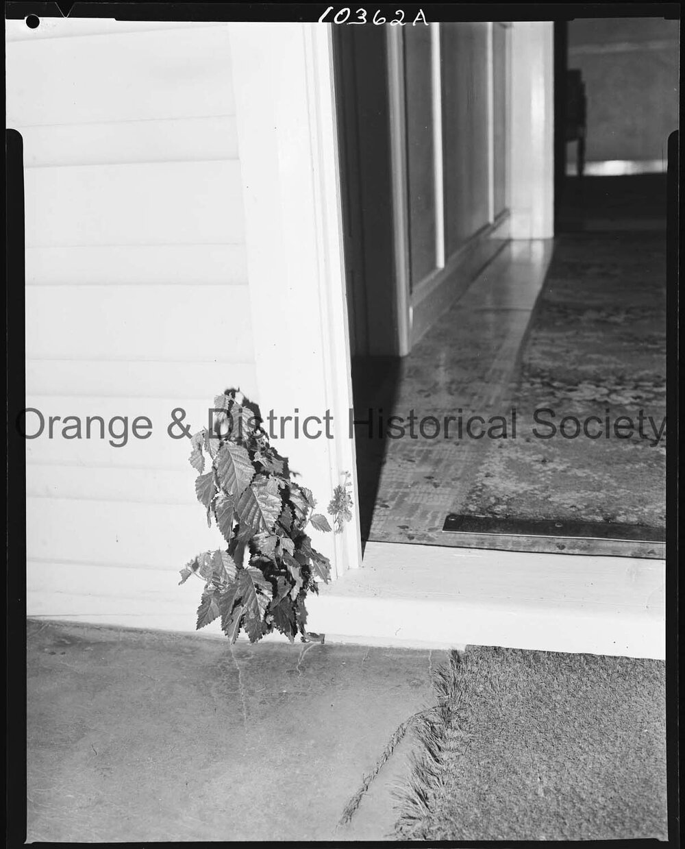 Tree sprouting through wall of house